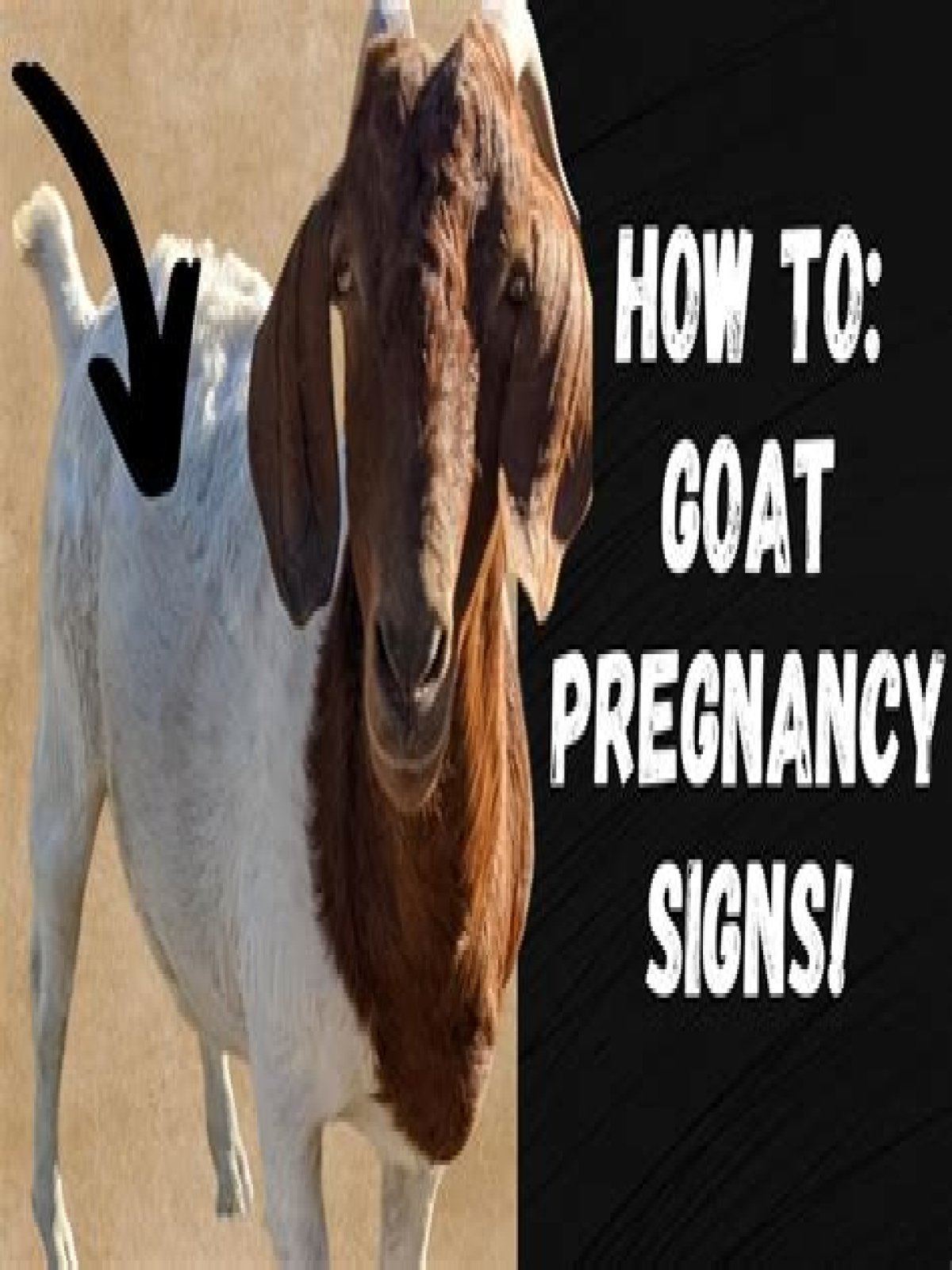 How To Know When Your GOAT Offer Is Accepted