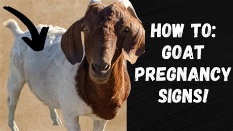 How To Know When Your GOAT Offer Is Accepted